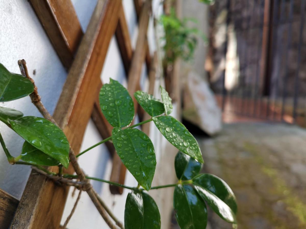 O Refúgio - Espaço natural, amplo e privado Angra do Heroísmo Exterior foto